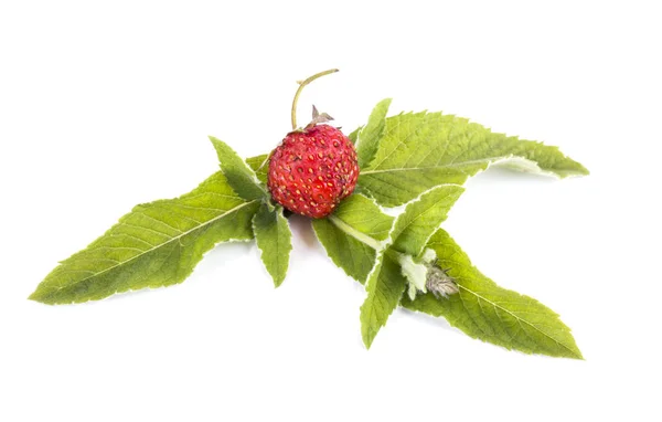 Reife Erdbeeren Und Minzblätter Isoliert Auf Weißem Hintergrund — Stockfoto