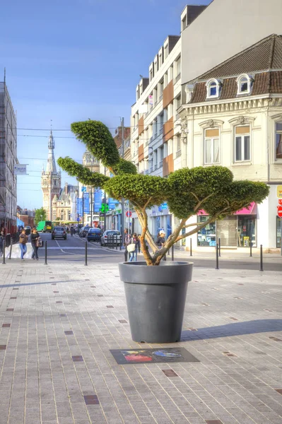 Lille Francie Může 2011 Strom Obrovské Květináče Náměstí Historickém Centru — Stock fotografie