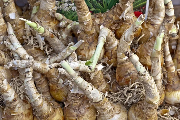 Kentsel Çiçek Pazarı Tohum Yumrular Elit Çiçek — Stok fotoğraf