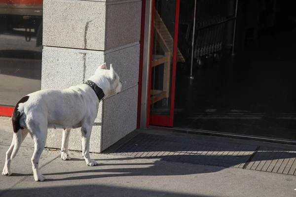 Curious dog — Stock Photo, Image