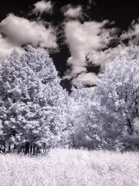 Summer landscape. Infrared photography