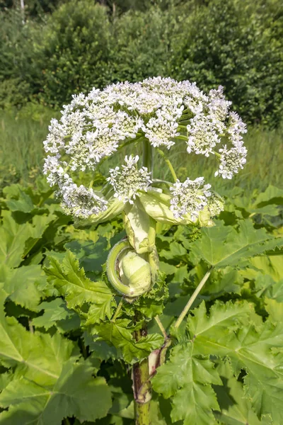 Herakleum — Stockfoto