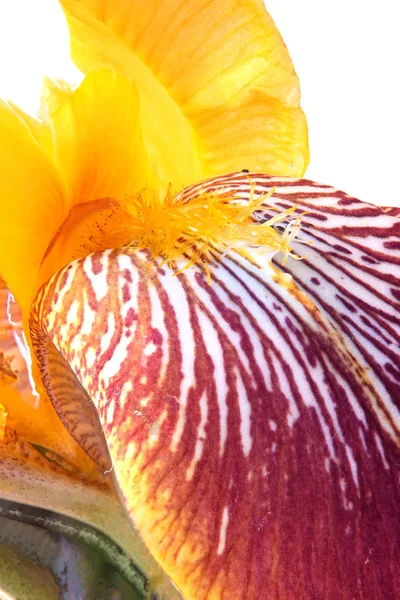 Iris fleur gros plan — Photo