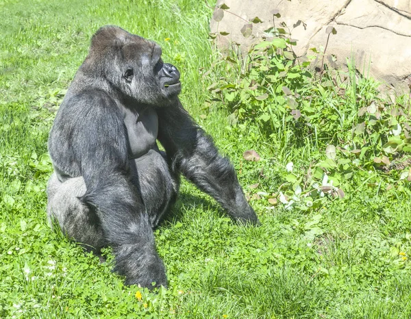 Gorilla. Mächtiger Affe — Stockfoto