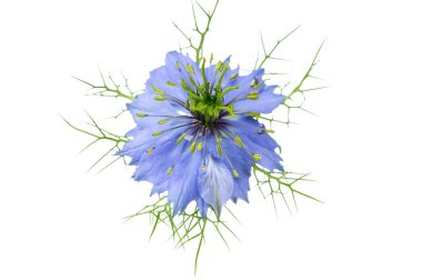 Çörek otu çiçeği