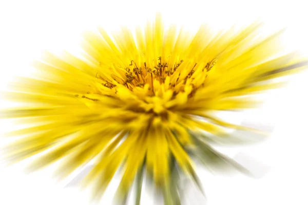 Yellow dandelion — Stock Photo, Image