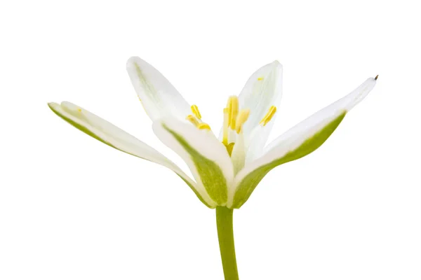 FleurOrnithogalum umbellatum ou Étoile de Bethléem — Photo