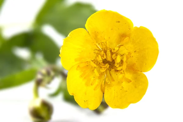 Buttercup flower — Stock Photo, Image