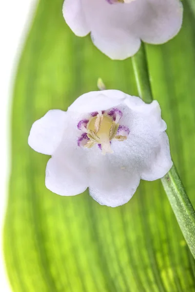 May lily of the valley — Stock Photo, Image