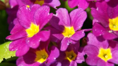 Primrose Primula ilkbaharın başlarında yakın çekimde. Hd video
