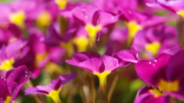 Primeln Zeitigen Frühling Aus Nächster Nähe Video — Stockvideo