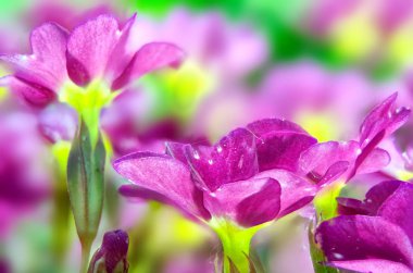 çiçek açan çuha çiçeği