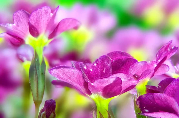 Квітучий Первоцвіт — стокове фото