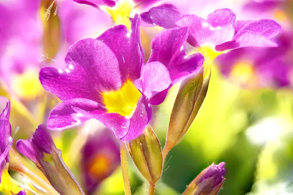 Kvetoucí primula — Stock fotografie