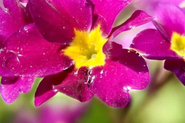 Kwitnący primula — Zdjęcie stockowe
