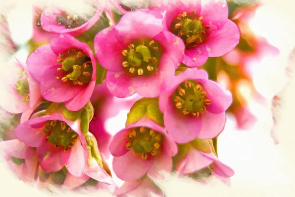 Imitation of the picture. Blooming Badan (Bergenia) — Stock Photo, Image