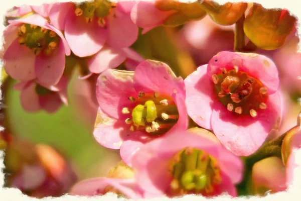 Imitation of the picture. Blooming Badan (Bergenia) — Stock Photo, Image