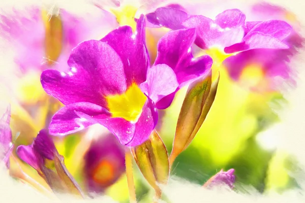 Imitazione del quadro. Primula fiorita — Foto Stock