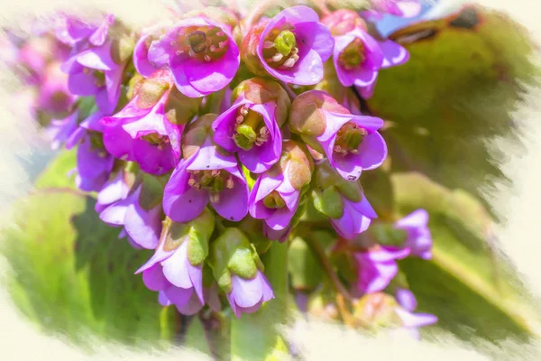 Imitation of the picture. Blooming Badan (Bergenia) — Stock Photo, Image