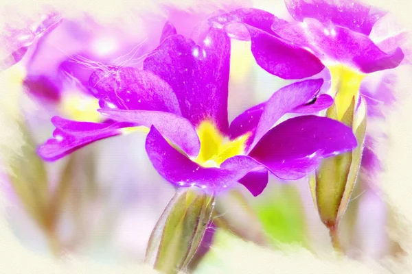 Resmin taklidi. Çiçek açan Primula — Stok fotoğraf