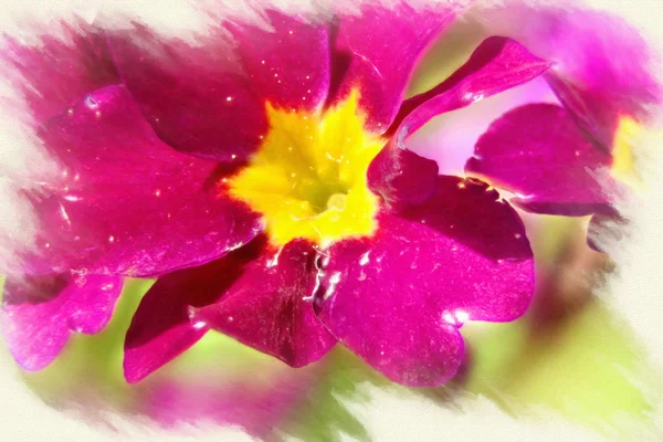 Imitacja obrazu. Kwitnąca Primula — Zdjęcie stockowe