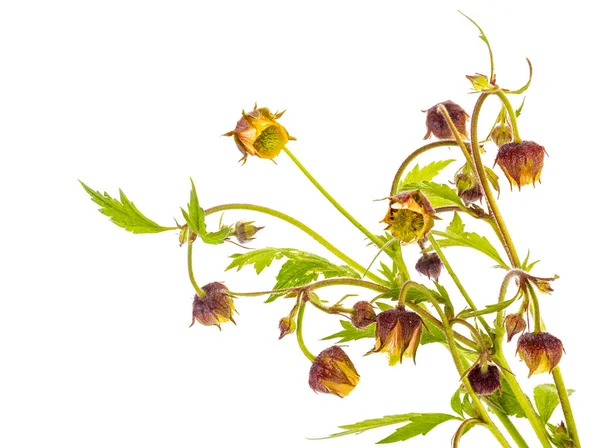 Geum rivale or the water avens — Stock Photo, Image