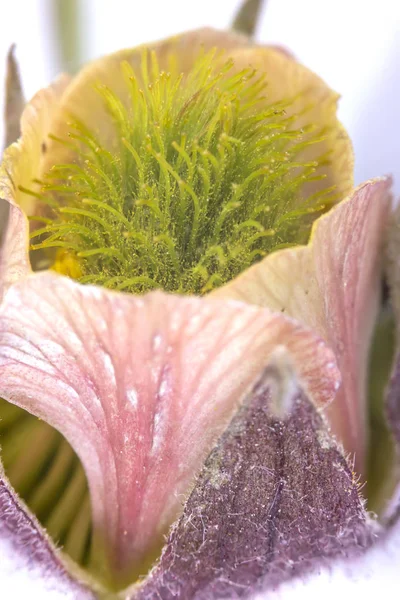 Geum rivale o i paradisi dell'acqua — Foto Stock