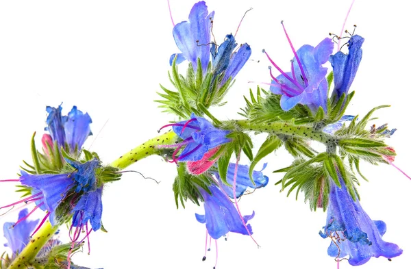 フラワーバイパーの虫や青い雑草 — ストック写真