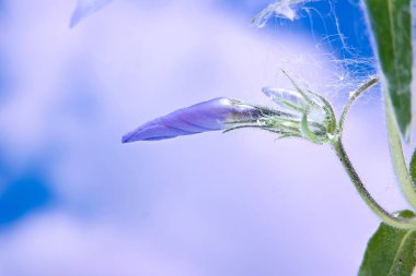 Yabani mavi phlox, ya da ormanlık phlox, ya da vahşi tatlı w Blooming