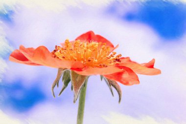 Resmin taklidi. Çiçeklenme Gravilat Şili (Kırmızı) Geum