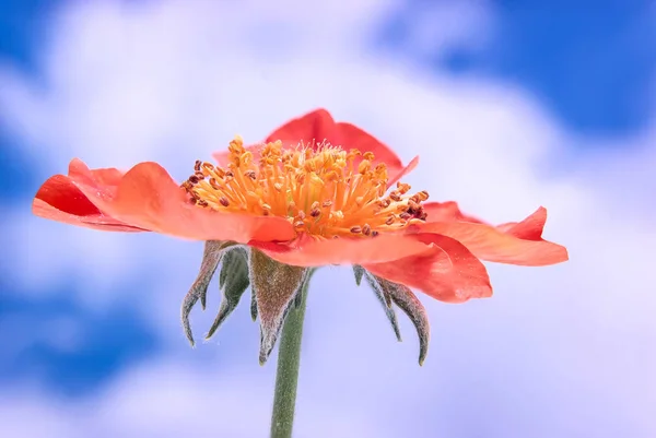 Kukkivat Gravilat Chilen (punainen) Geum — kuvapankkivalokuva