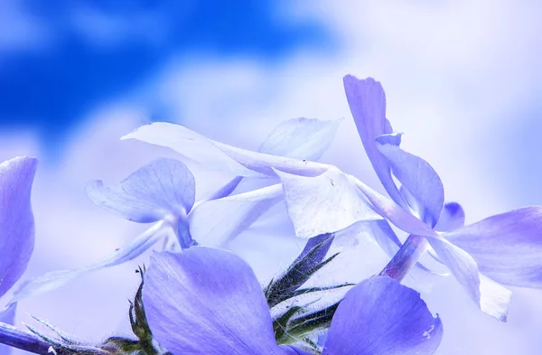 Fioritura del flox blu selvatico, o phlox boschivo, o w dolce selvatico — Foto Stock