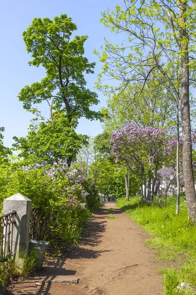 Valaam Island. Alley in the park — Stock Photo, Image
