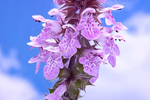 Grass Spotted dead-nettle — Stock Photo, Image