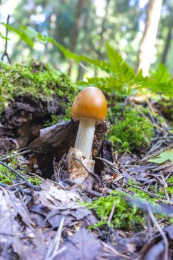 Yenilebilir mantar sezar