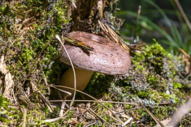 Mantar Mlecnik, şartlı yenilebilir