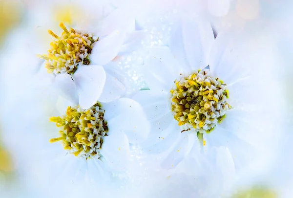 Yarrow in fiore. Correzione del colore. Bokeh — Foto Stock