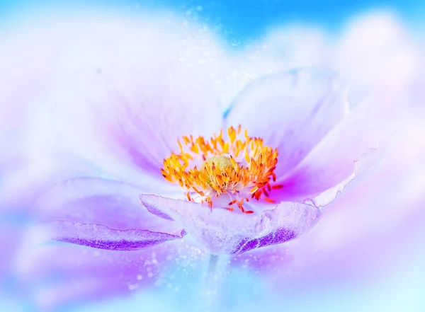 Anemone contro il cielo. Correzione del colore. Bokeh — Foto Stock