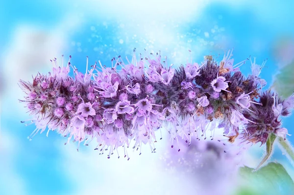 Blooming fragrant mint. Color Correction. Bokeh — Stock Photo, Image