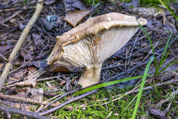 Mlecnik aux champignons, comestible conditionnellement — Photo