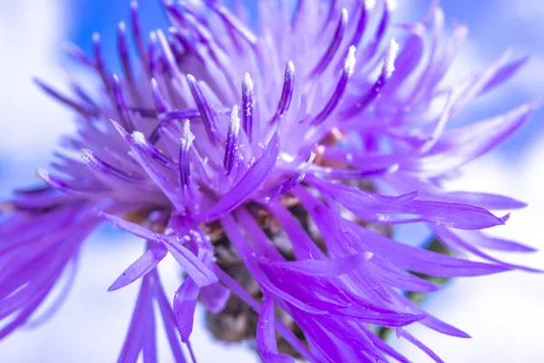 Blooming Cornflower meadow — Stock Photo, Image