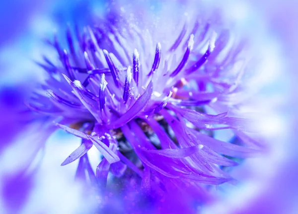 Çiçek açan Cornflower çayırı. Renk Düzeltme. Bokeh — Stok fotoğraf