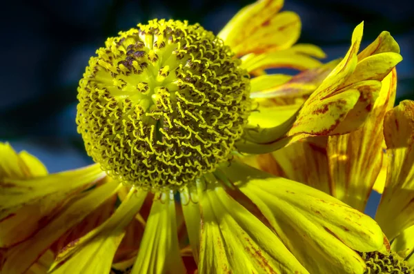 Çiçek açan Helenium — Stok fotoğraf