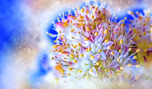 Orpino in fiore. Correzione del colore. Bokeh — Foto Stock
