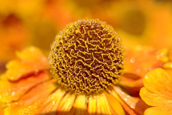Çiçek açan Helenium — Stok fotoğraf