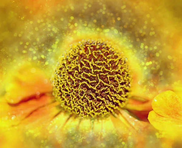 Kvetoucí helenium. Korekce barev. Bokeh — Stock fotografie