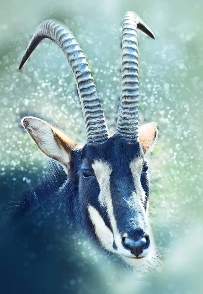 Siyah antilop. Bokeh, bulanıklık — Stok fotoğraf