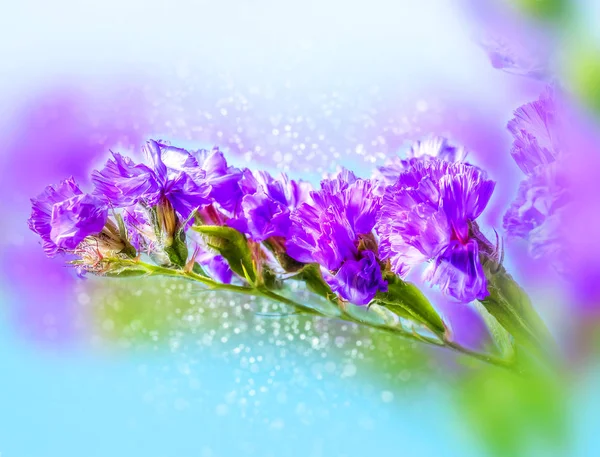 Virága Statice. Bokeh, blur — Stock Fotó
