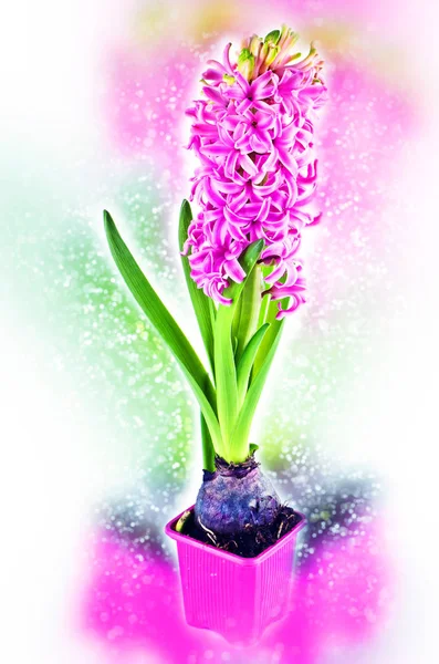 Blommande hyacint. Bokeh, oskärpa — Stockfoto