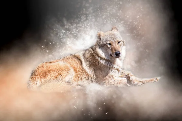 Grey wolf. Bokeh, blur — Stock Photo, Image